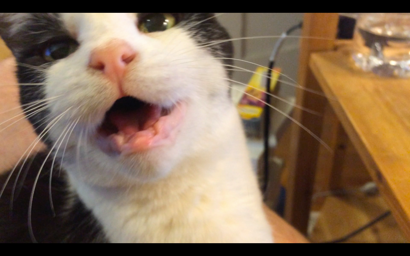 Feeding A Cat With No Teeth TeethWalls